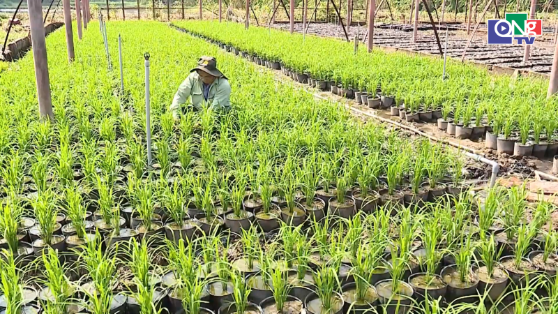 Độc đ&aacute;o kh&ocirc;ng gian 25.000 chậu l&uacute;a tại Festival l&uacute;a gạo 2026