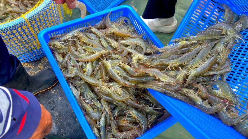 Nu&ocirc;i t&ocirc;m tr&ecirc;n c&aacute;t gắn với VietGAP v&agrave; truy xuất nguồn gốc 