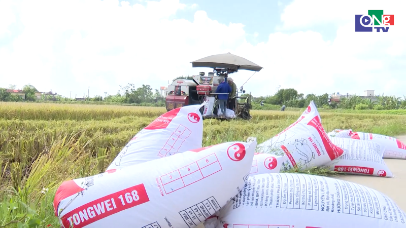 C&aacute;nh đồng mẫu lớn n&acirc;ng tầm hạt gạo Hưng Y&ecirc;n