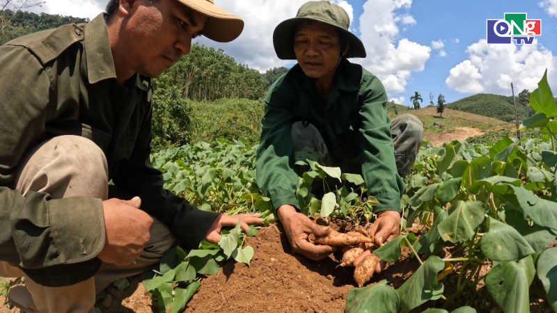 Khoai lang Nhật v&agrave;o m&ugrave;a, gi&aacute; ổn định