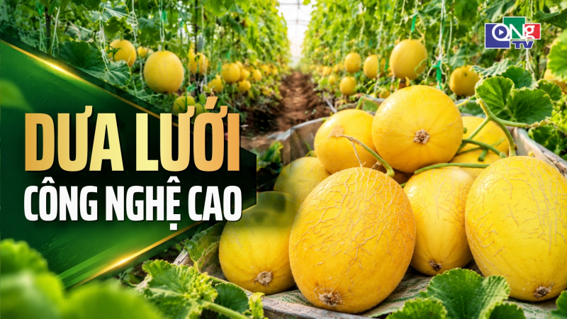 Dưa lưới c&ocirc;ng nghệ cao 