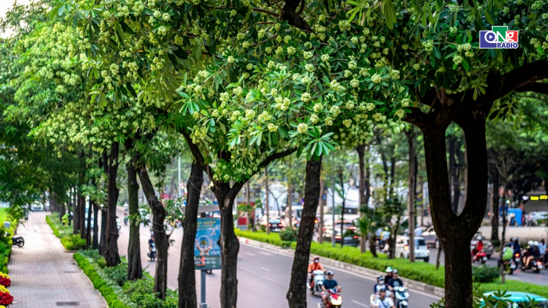 M&ugrave;a hoa sữa về tr&ecirc;n phố