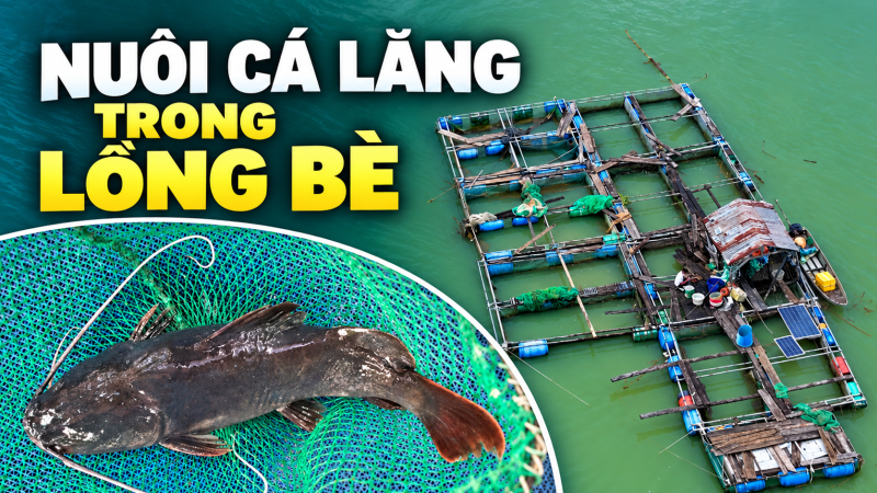 Nu&ocirc;i c&aacute; lăng trong lồng b&egrave;
