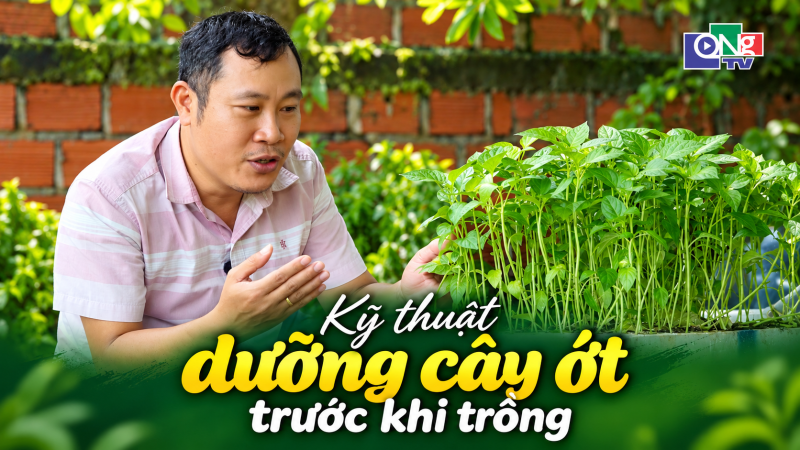 Kỹ thuật dưỡng c&acirc;y ớt trước khi trồng 