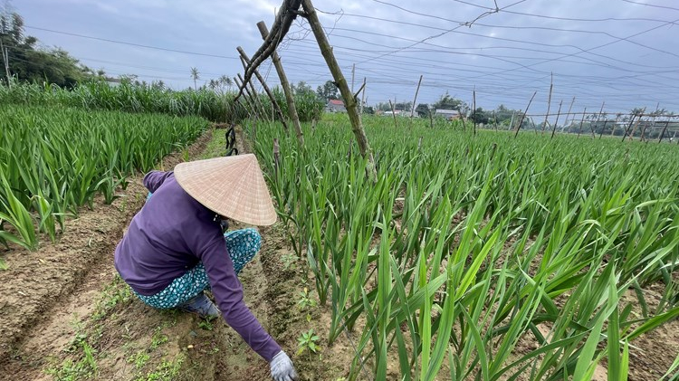 Nghề trồng hoa lay ơn An Ph&uacute; v&agrave;o danh mục kiểm k&ecirc; di sản văn h&oacute;a phi vật thể 