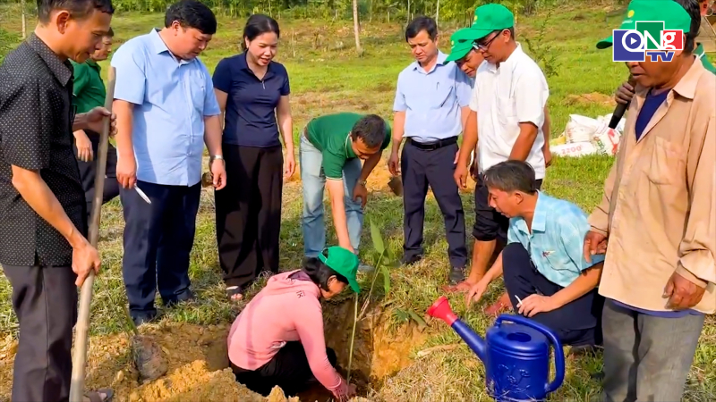 Sơn Linh triển khai m&ocirc; h&igrave;nh trồng tre lấy măng