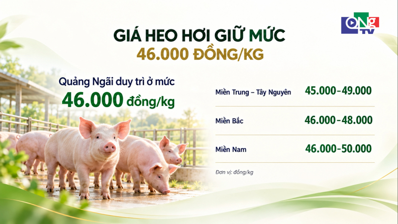 Gi&aacute; heo hơi giữ mức 46.000 đồng/kg