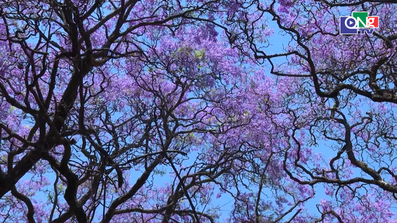 Sắc t&iacute;m m&ecirc; hoặc của lo&agrave;i hoa mang t&ecirc;n Jacaranda