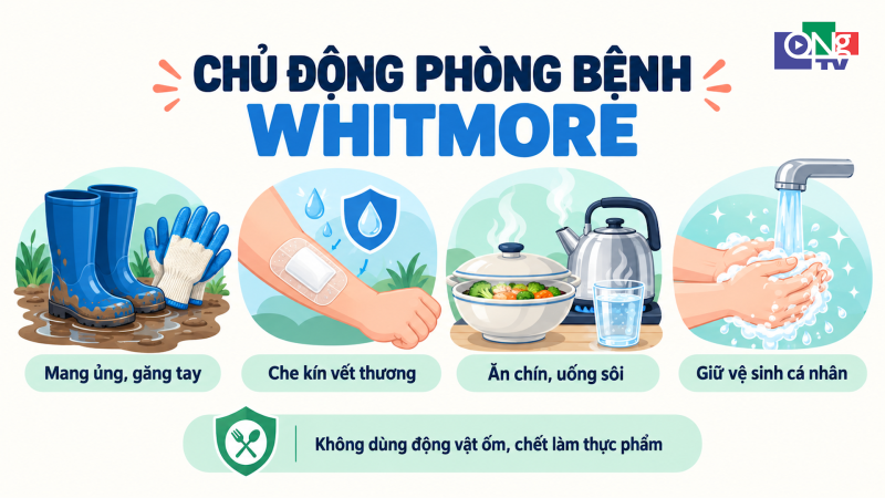 Chủ động ph&ograve;ng bệnh Whitmore