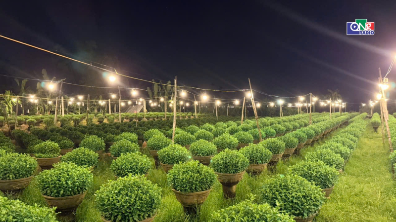 Người n&ocirc;ng d&acirc;n vun sắc xu&acirc;n